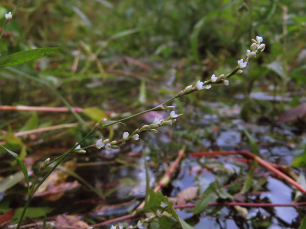 small water-pepper / Persicaria minor: _Persicaria minor_ is a rare annual of very wet places; its leaves are narrow and lack the peppery taste of _Persicaria hydropiper_, and its 5-merous flowers lack glands.