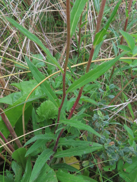 hawkweeds / Hieracium sect. Hieracioides: _Hieracium umbellatum_, our only species in the section, grows in sandy and rocky places, especially in southern Great Britain; its many stem-leaves are sessile but not clasping, with down-curving margins.