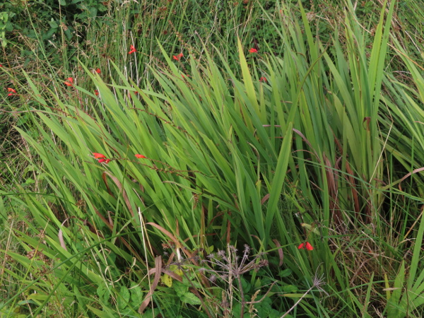 Potts’ montbretia / Crocosmia pottsii: _Crocosmia pottsii_ has relatively narrow leaves (< 25 mm) that lack the pleated angles of _Crocosmia paniculata_ and _Crocosmia masoniorum_.