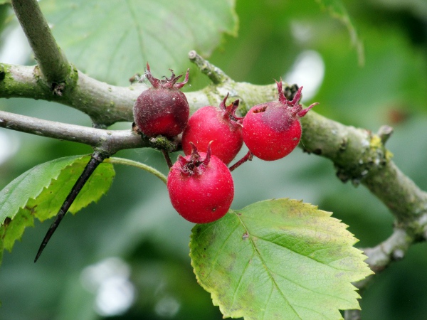 hairy cockspurthorn / Crataegus submollis: _Crataegus submollis_ has large, red fruit, and even longer sharp spines.