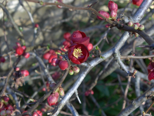Chinese quince / Chaenomeles speciosa