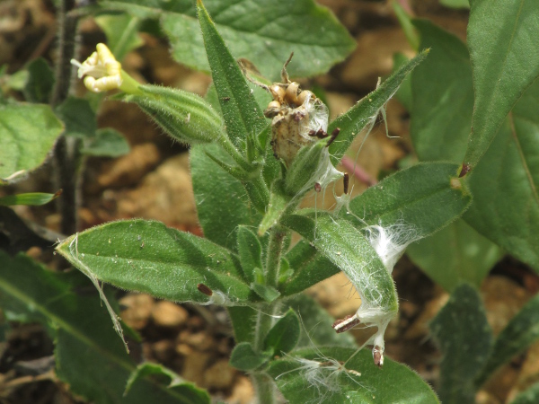 night-flowering catchfly / Silene noctiflora