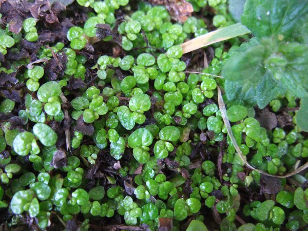 mind-your-own-business / Soleirolia soleirolii: _Soleirolia soleirolii_ is a mat-forming garden plant native to the Balearic Islands, Corsica, Sardinia, Capraia and maybe mainland Italy.