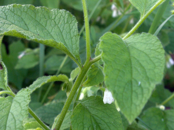 white comfrey / Symphytum orientale: Unlike _Symphytum officinale_, the leaves of _Symphytum orientale_ are not strongly decurrent.
