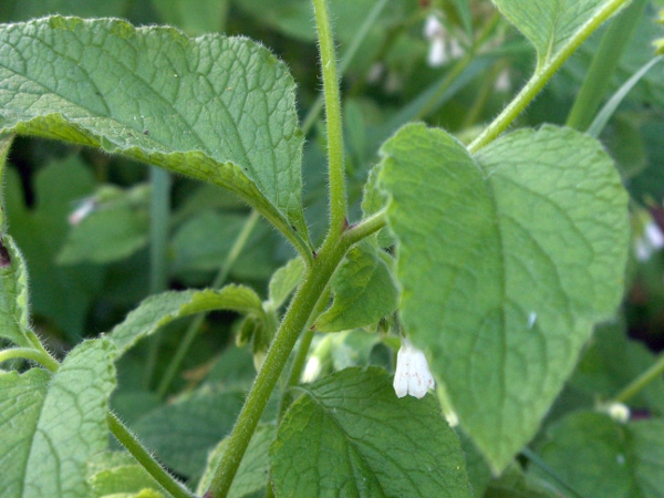 white comfrey / Symphytum orientale