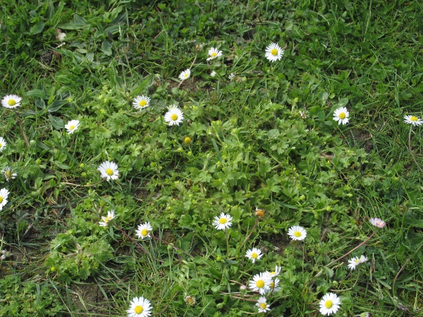 small-flowered buttercup / Ranunculus parviflorus: _Ranunculus parviflorus_ grows in dry, disturbed sites on non-acidic soils (seen here with _Bellis perennis_), especially in south-western England.