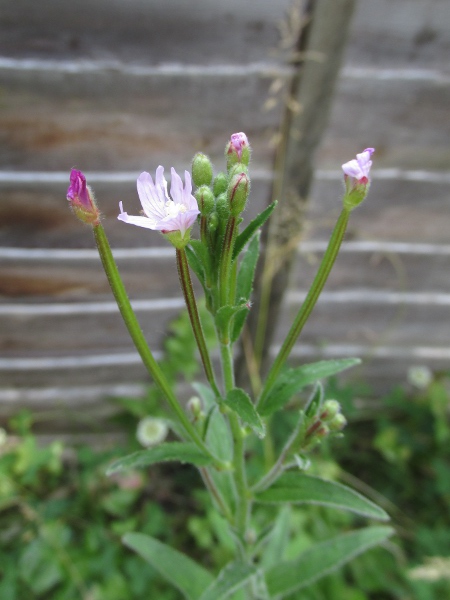 American willowherb / Epilobium ciliatum: Flowers