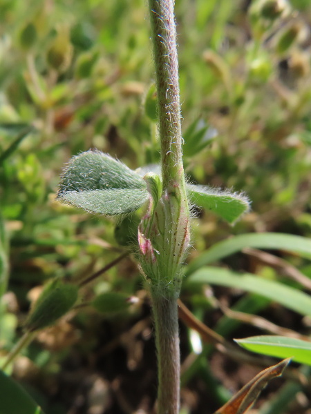 crimson clover / Trifolium incarnatum: The leaves of _Trifolium incarnatum_ are hairy, and the stipules are relatively blunt, with green veins.