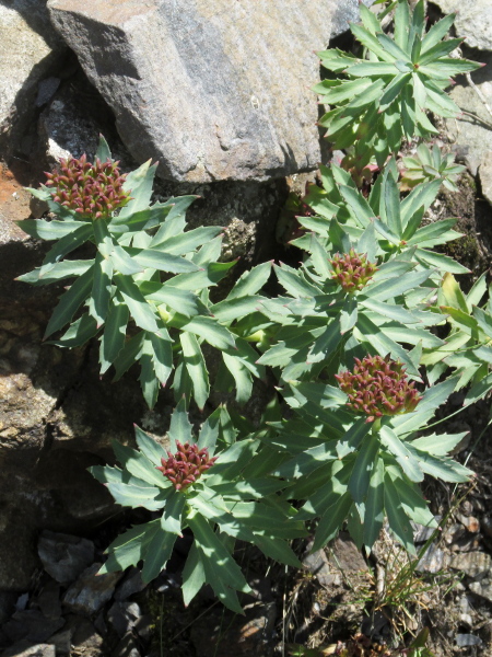 roseroot / Rhodiola rosea
: The flowers of female _Rhodiola rosea_ are reddish, and produce 4 (or 5) follicles.