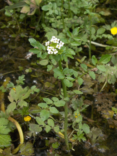 water-cress / Nasturtium officinale: _Nasturtium officinale_ grows in and around water; its fruits are less than 10 times longer than wide, in contrast to the very similar _Nasturtium microphyllum_.