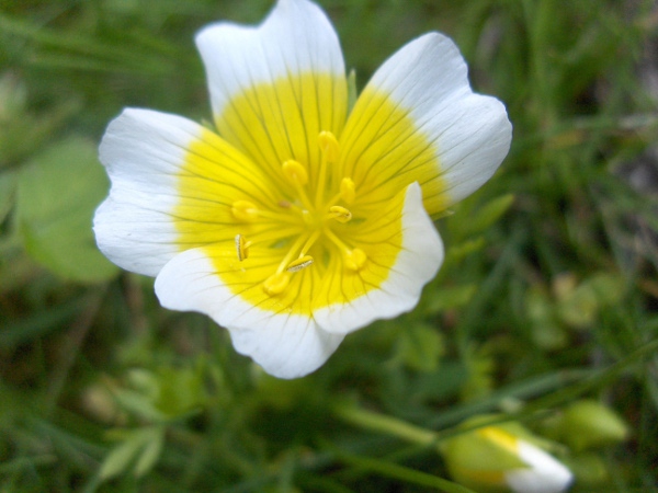 meadow-foam / Limnanthes douglasii: The distinctive flowers of _Limnanthes douglasii_ are yellow in the central half and white in the distal half, giving it the alternative name of ‘poached egg plant’.