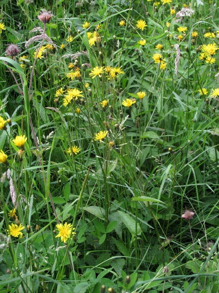 marsh hawk’s-beard / Crepis paludosa: _Crepis paludosa_ is a northern species, found in flushes and streamsides in Scotland, Wales, Ireland and England north of the Severn–Humber line.