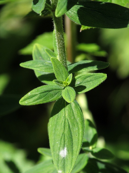 hairy St. John’s wort / Hypericum hirsutum: The leaves and stems of _Hypericum hirsutum_ are hairy.