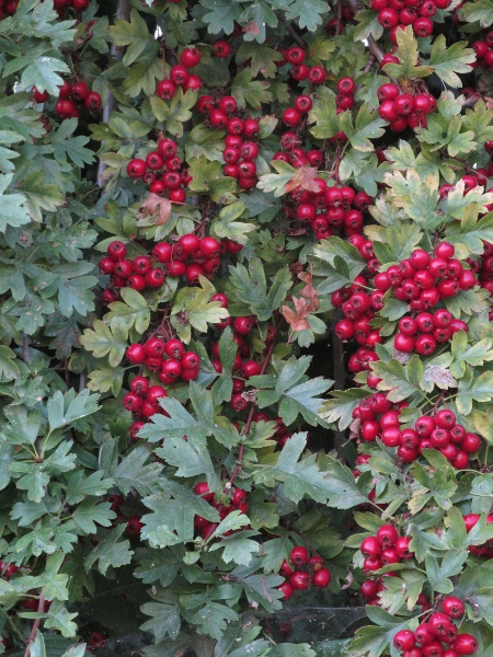 hawthorn / Crataegus monogyna: Leaves and fruits