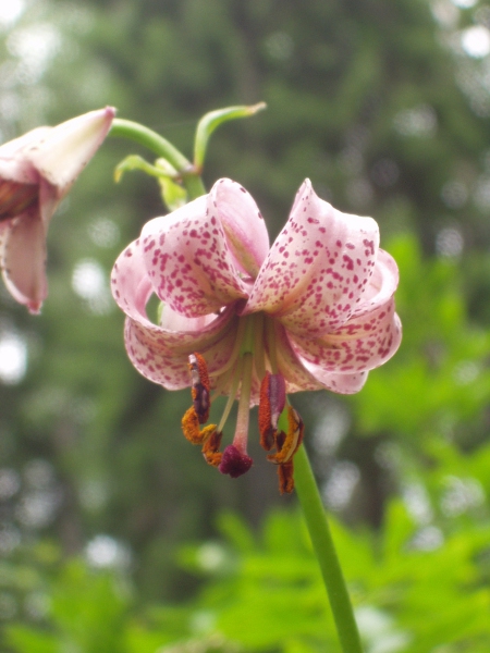 martagon lily / Lilium martagon: The flowers of _Lilium martagon_ are purplish with darker spots, and up to 4 cm across.