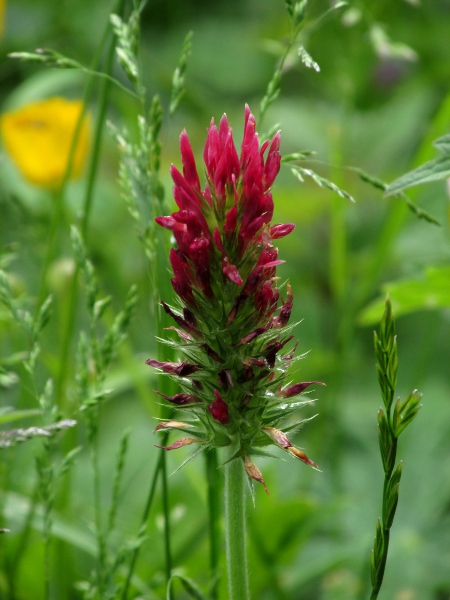 crimson clover / Trifolium incarnatum: _Trifolium incarnatum_ subsp. _incarnatum_ is a relic of cultivation with deep red flowers, and is much more frequently encountered than _T. incarnatum_ subsp. _molinerii_.