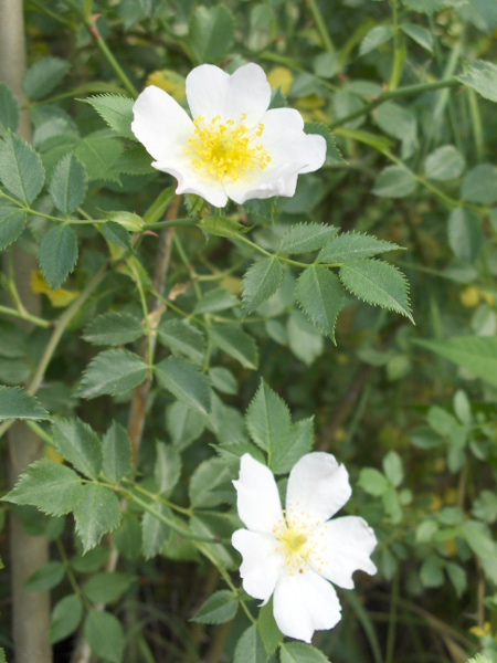 dog rose / Rosa canina: The leaves of _Rosa canina_ are serrate, without glands on the midrib and stipules.