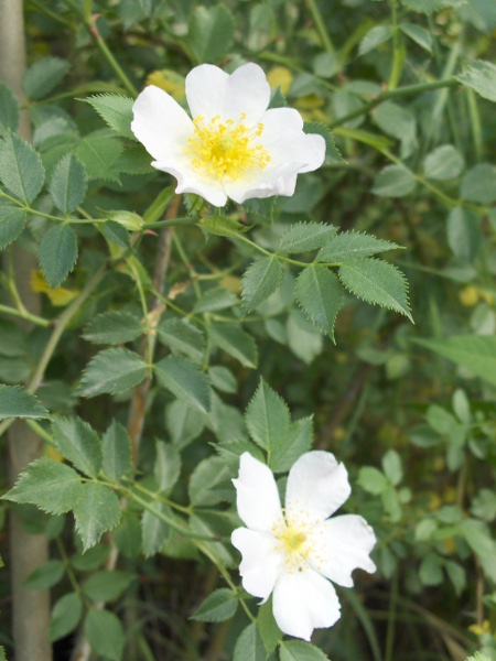 dog rose / Rosa canina