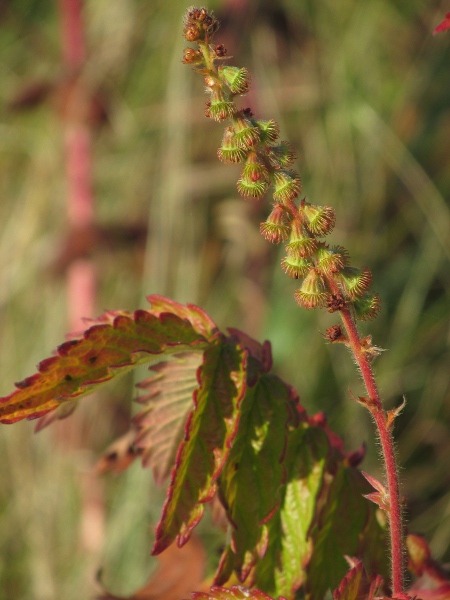 agrimony / Agrimonia eupatoria: The fruiting hypanthium of _Agrimonia procera_ has grooves along its length and even the outermost row of spines point at least slightly forward, in contrast to _Agrimonia procera_.