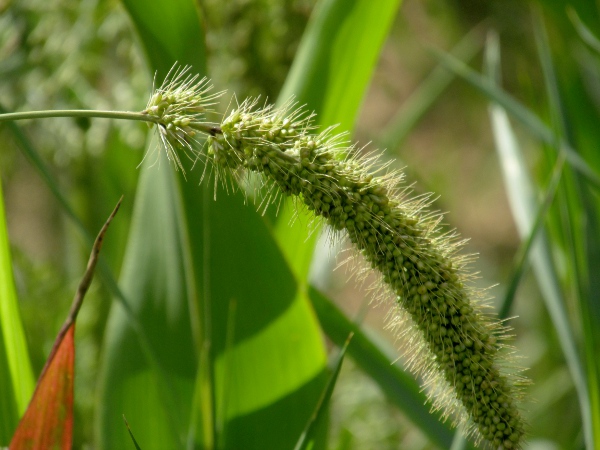 green bristle-grass / Setaria viridis: _Setaria viridis_ has a single green bristle subtending each flower.