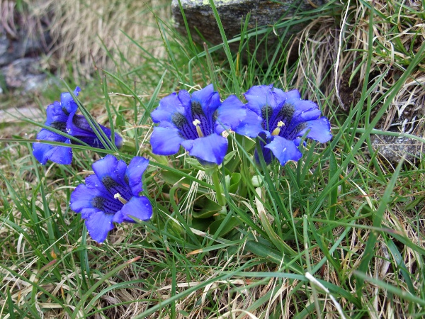 Koch’s gentian / Gentiana acaulis: Although _Gentiana acaulis_ grows in chalk grassland at a few sites in Britain, it grows over siliceous rocks in its native Alps, where _Gentiana clusii_ is the equivalent species on limestone.