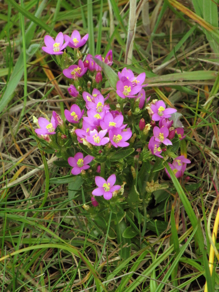 seaside centaury / Centaurium littorale: _Centaurium littorale_ has longer, narrower stem-leaves than _Centaurium erythraea_, with more rounded tips.