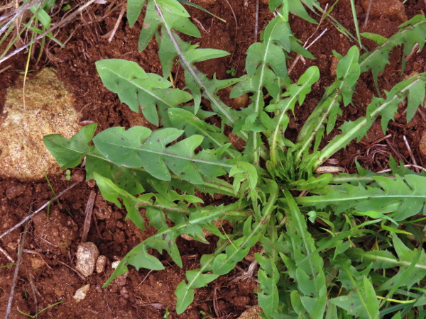 dandelions / Taraxacum sect. Naevosa: The various microspecies in _Taraxacum_ sect. _Naevosa_ are characterised by the presence of conspicuous black spots on the upper surface of the leaves.