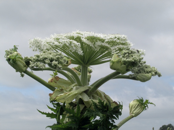 giant hogweed / Heracleum mantegazzianum: The central umbel of the inflorescence of _Heracleum mantegazzianum_ may be up to 40 cm (16”) across.