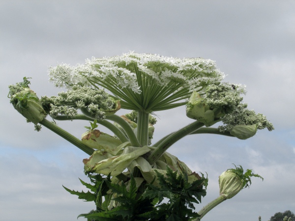 giant hogweed / Heracleum mantegazzianum