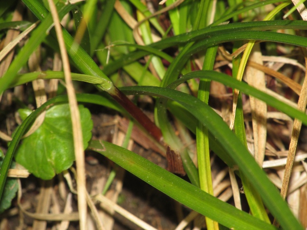 starved wood-sedge / Carex depauperata: The leaf-sheaths of _Carex depauperata_ are suffused with a deep red pigment, and the stem is only very weakly 3-angled.