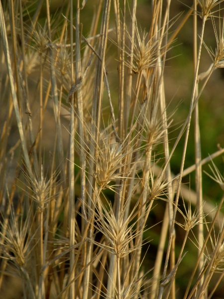 sea barley / Hordeum marinum: _Hordeum marinum_ lacks the long glume hairs and the leaf auricles of _Hordeum murinum_.