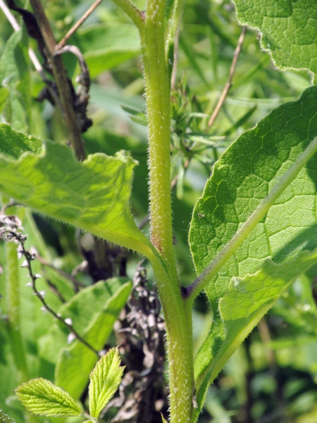 Russian comfrey / Symphytum × uplandicum