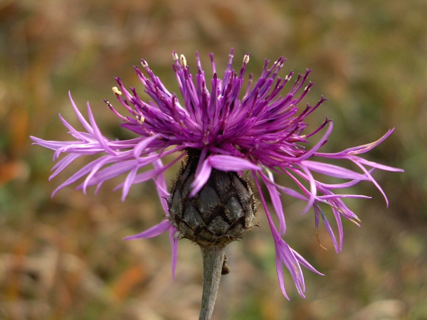 greater knapweed / Centaurea scabiosa: _Centaurea scabiosa_ is a plant of calcareous grasslands found across much of England, but rarer in Wales, Scotland and Ireland.
