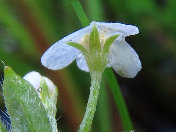 creeping forget-me-not / Myosotis secunda