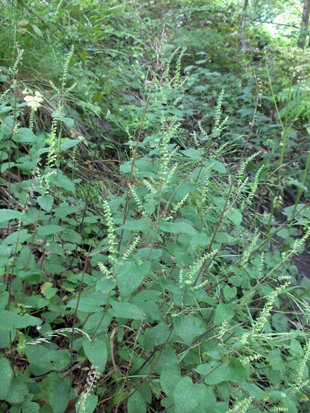 wood sage / Teucrium scorodonia