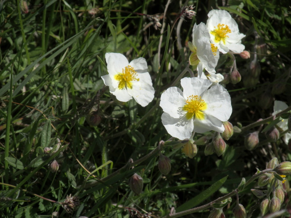white rock-rose / Helianthemum apenninum