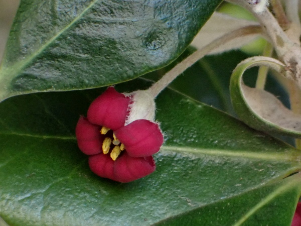 karo / Pittosporum crassifolium: The flowers of _Pittosporum crassifolium_ have 5 sepals, 5 free, wine-red petals and 5 stamens around a single capitate stigma.