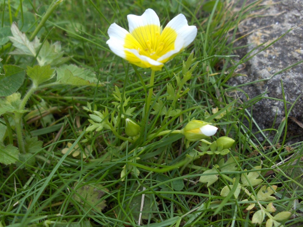 meadow-foam / Limnanthes douglasii