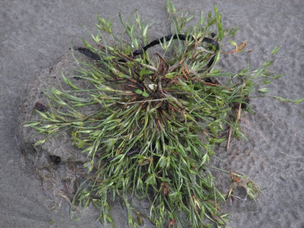 toad rush / Juncus bufonius: _Juncus bufonius_ is a very common plant of damp ground throughout the British Isles.