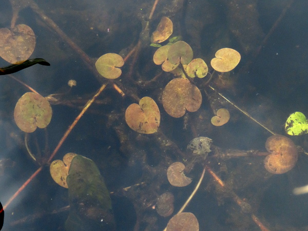 frogbit / Hydrocharis morsus-ranae: _Hydrocharis morsus-ranae_ is an aquatic plant with distinctive long-stalked, cordate, rounded leaves.