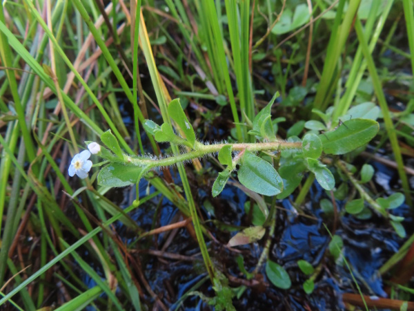 creeping forget-me-not / Myosotis secunda: _Myosotis secunda_ is a creeping species of forget-me-not found in wet bogs across most of the British Isles except central Ireland and central and eastern England; its stems are covered in patent hairs.