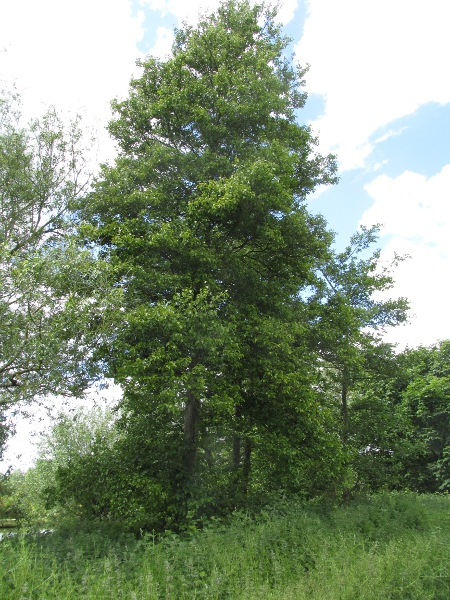 Italian alder / Alnus cordata