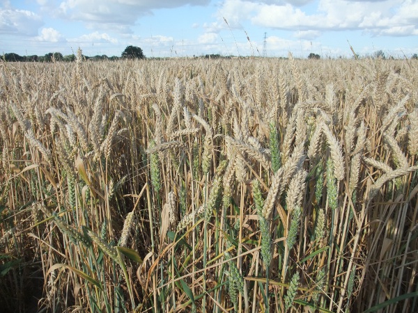 bread wheat / Triticum aestivum: A field of wheat