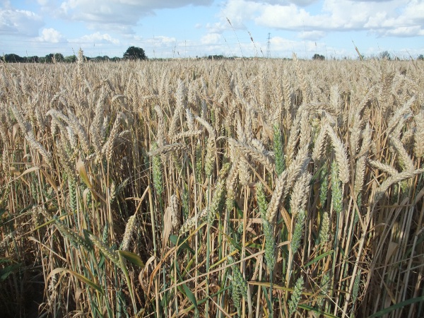 bread wheat / Triticum aestivum