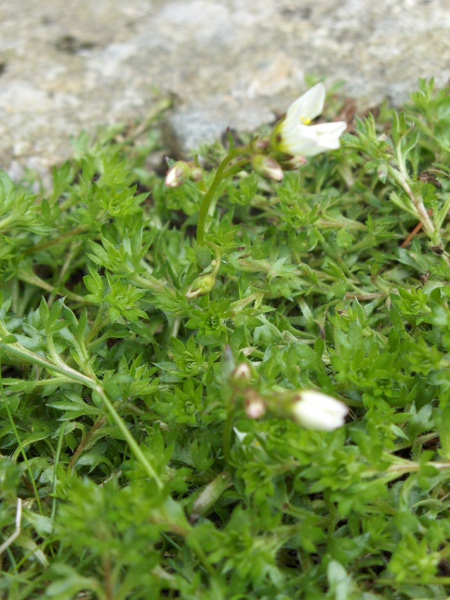 mossy saxifrage / Saxifraga hypnoides