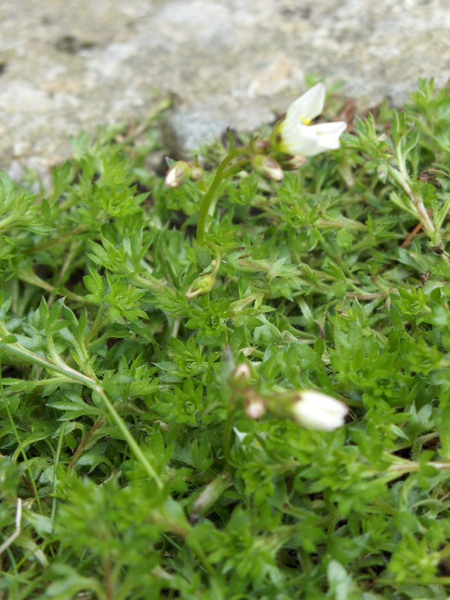 mossy saxifrage / Saxifraga hypnoides: The lower leaves of _Saxifraga hypnoides_ are divided into a few lobes, each ending in a long point.