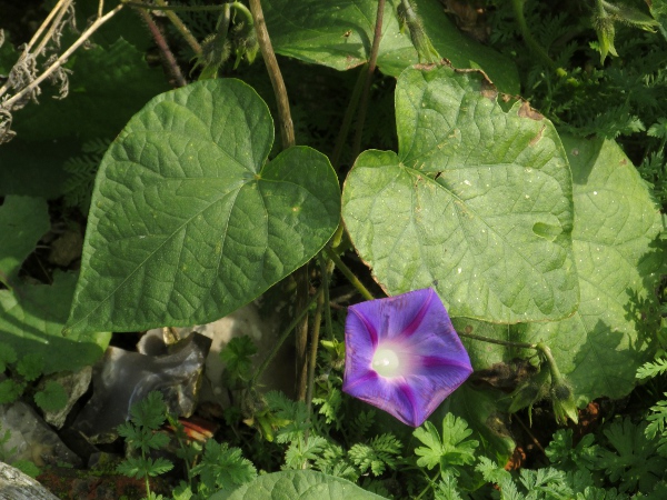 common morning glory / Ipomoea purpurea: _Ipomoea purpurea_ is a climbing plant native to parts of the Americas.
