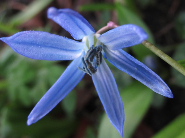 Siberian squill / Scilla siberica: The flowers of _Scilla siberica_ are nodding and pale blue, with a darker blue stripe along the midline.