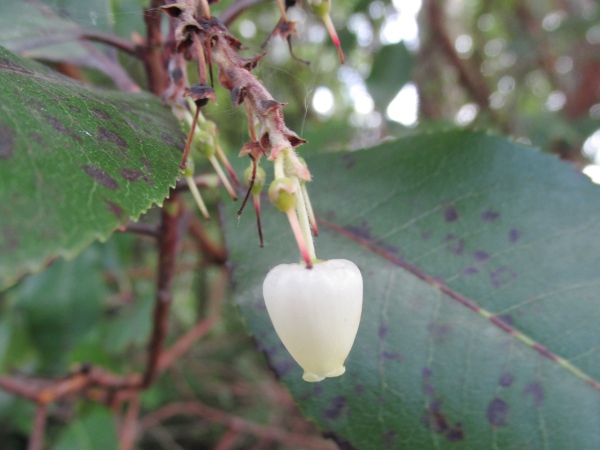 strawberry tree / Arbutus unedo: Flower