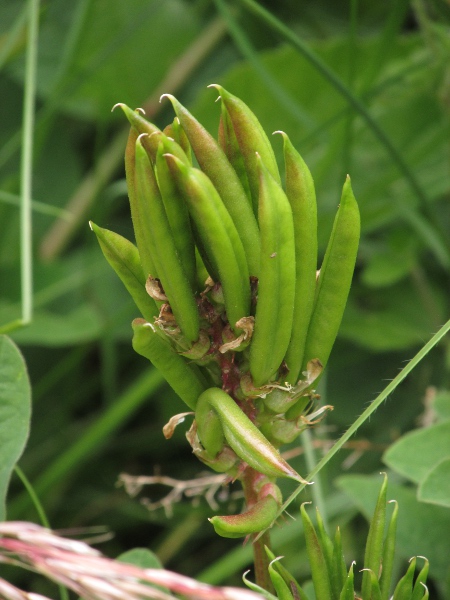 wild liquorice / Astragalus glycyphyllos